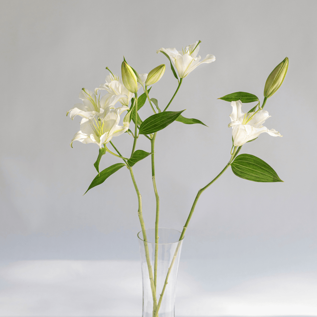 Simply Phoolish Flower stems White / 5 Stems Oriental Lily