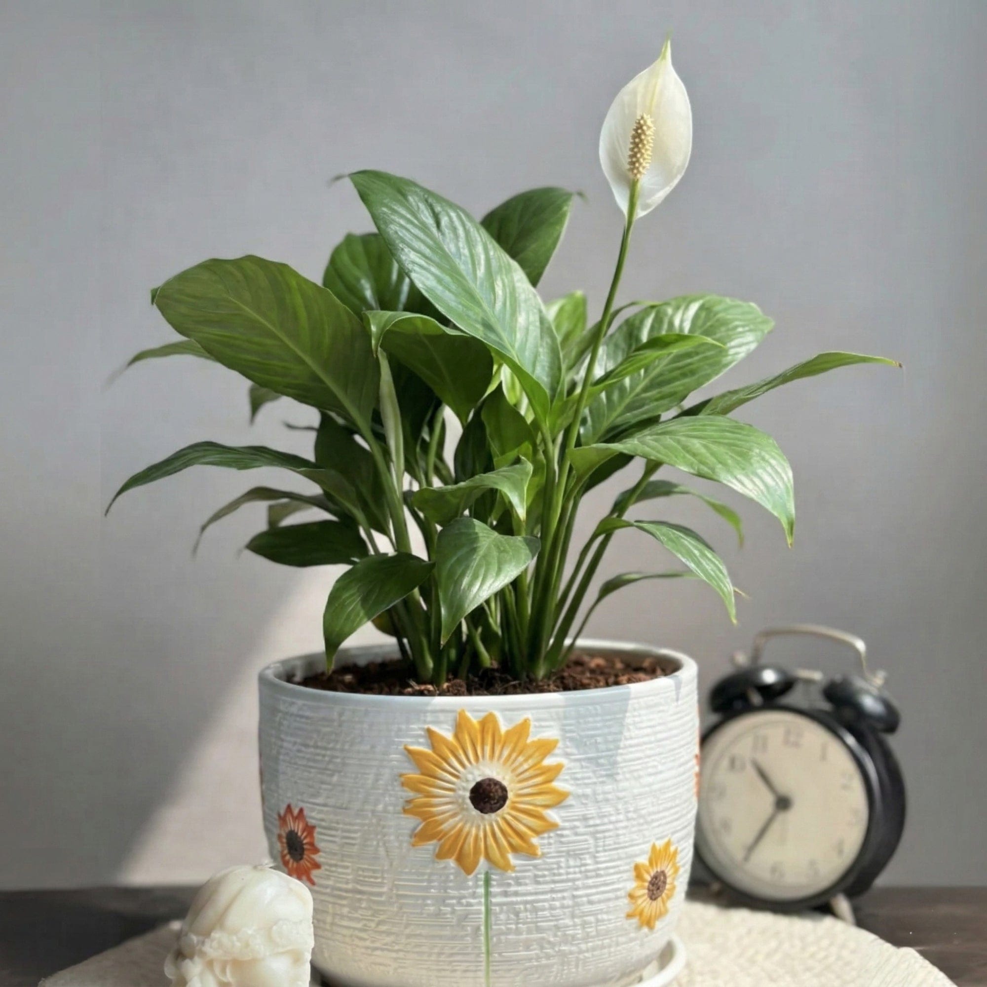 Peace Lily - Serene Soul – Simply Phoolish