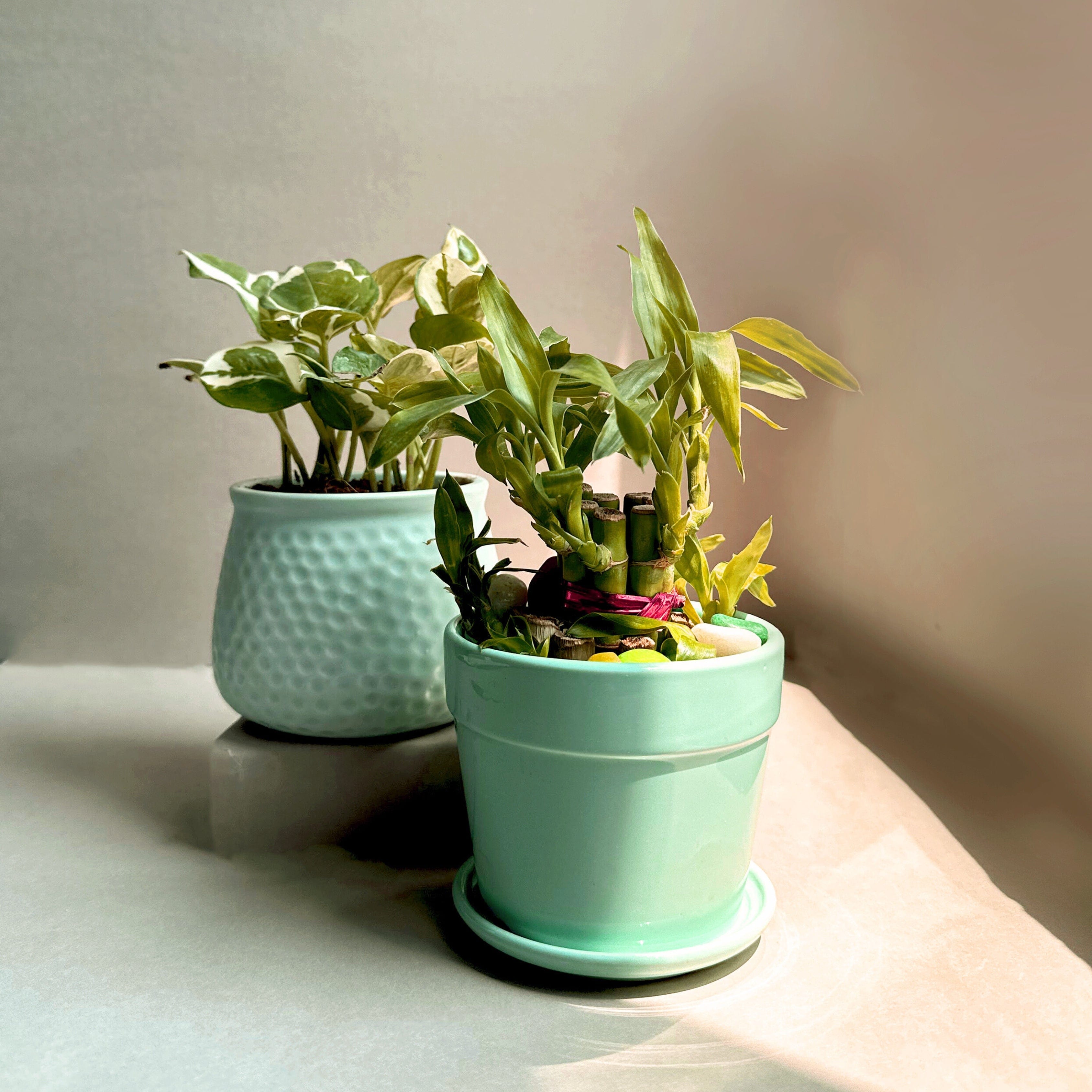 lucky bamboo and money plant Prosperity Pair