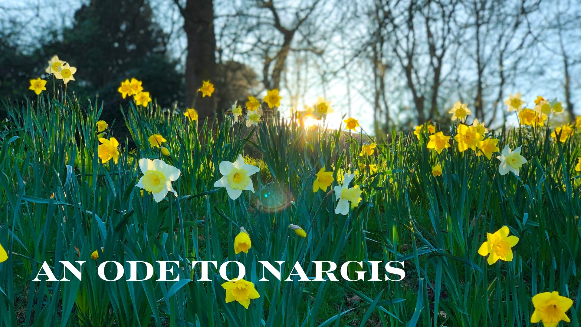Api Nargis A Guide to Nargis: Culture, Care & Stories – Simply Phoolish