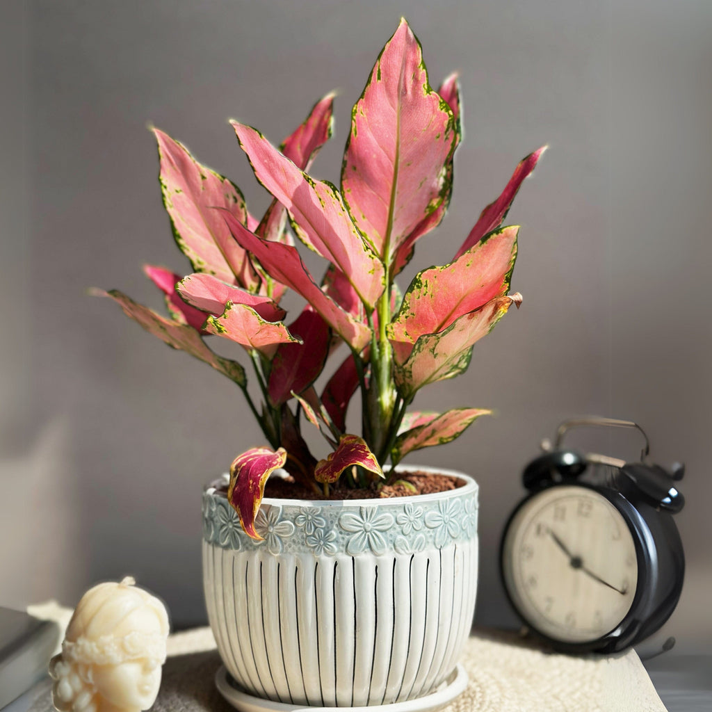 aglaonema commutatum vase life Aglaonema Pink & Pretty – Simply Phoolish