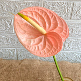 Simply Phoolish Flower stems Light Pink / 10 Anthurium