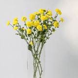 Simply Phoolish Flower stems Yellow / 5 Stems Calimero Daisy