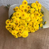 Simply Phoolish Flower stems Yellow / 10 Stems Calimero Daisy