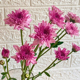 Simply Phoolish Flower stems Pink / 5 Chrysanthemums