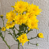 Simply Phoolish Flower stems Yellow / 10 Chrysanthemums