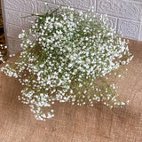 Simply Phoolish Flower stems 10 Stems Gypsophila (babies breath)