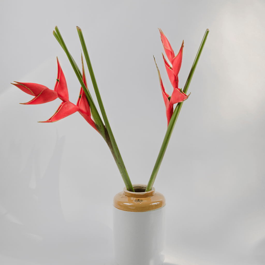 Simply Phoolish Flower stems Heliconia (crab claw)