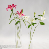 Simply Phoolish Flower stems Oriental Lily
