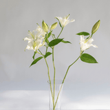 Simply Phoolish Flower stems White / 5 Stems Oriental Lily