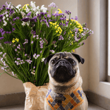 Simply Phoolish Subscription Fortnightly / 1 month Pet Friendly Flower Subscription