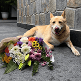 Simply Phoolish Subscription Pet Friendly Flower Subscription