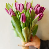 SimplyPhoolish Lavender Posy of Tulips