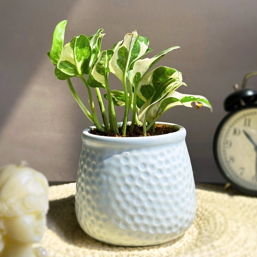 lucky money plant picture Prosperity Pair