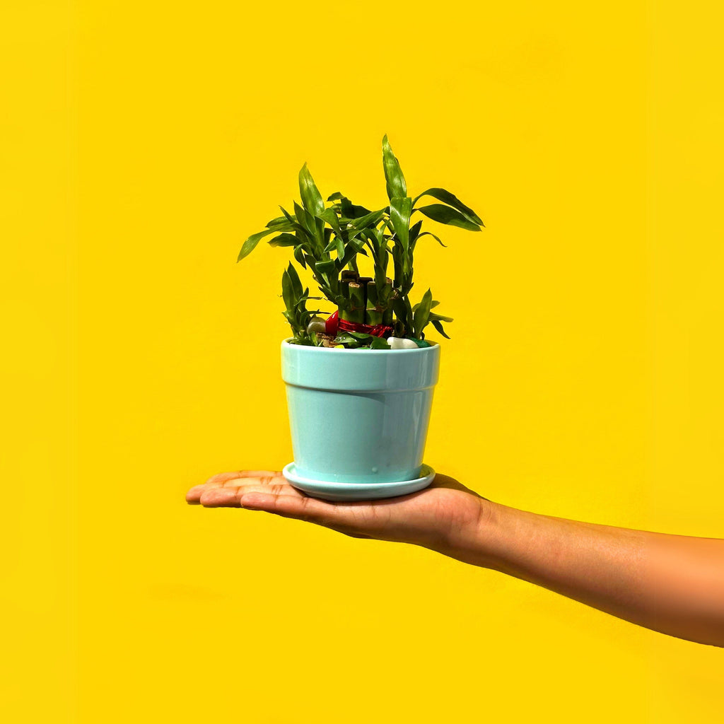 money plant and lucky bamboo Prosperity Pair