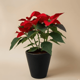 SimplyPhoolish flower arrangement Scarlet Poinsettia
