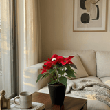 SimplyPhoolish flower arrangement Scarlet Poinsettia