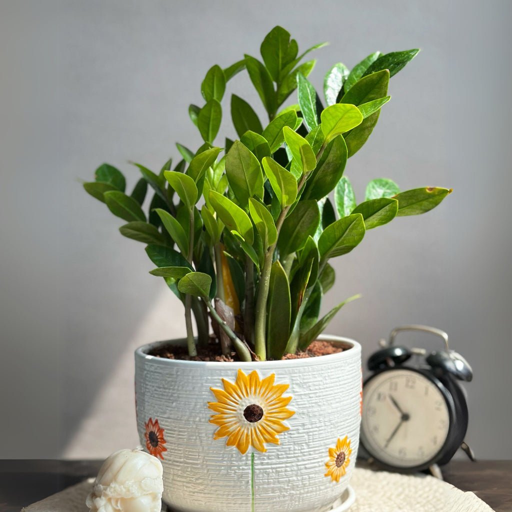 flower zz plant ZZ Plant